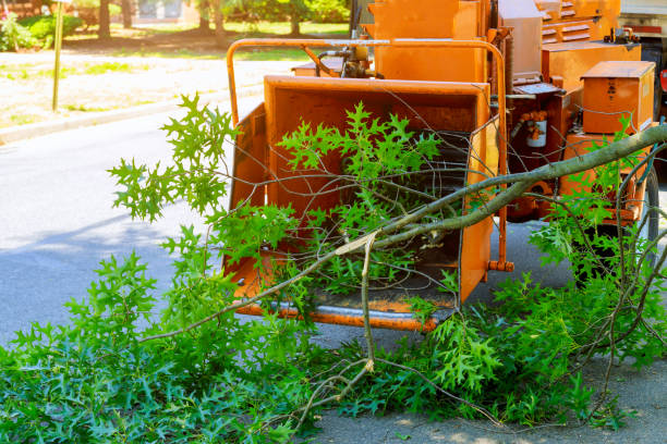 Residential Tree Removal in Wadena, MN